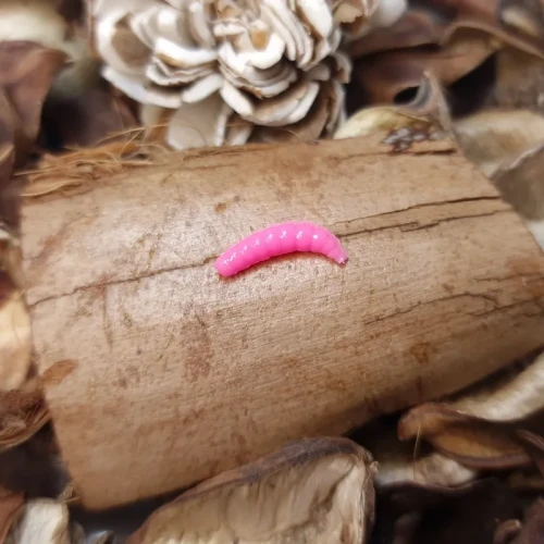 pinka-bratkobaits-pink.webp