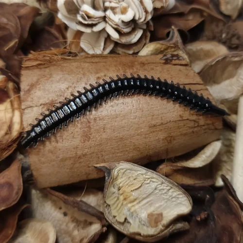 przyneta-bratko-wieloszczet-handmade-black.webp