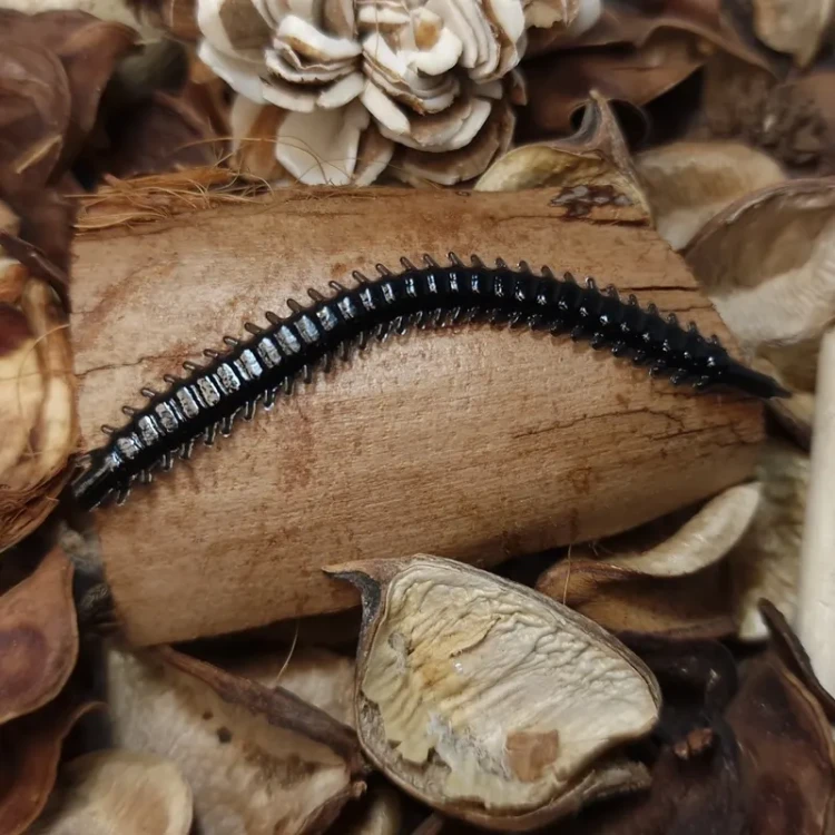 przyneta-bratko-wieloszczet-handmade-black.webp