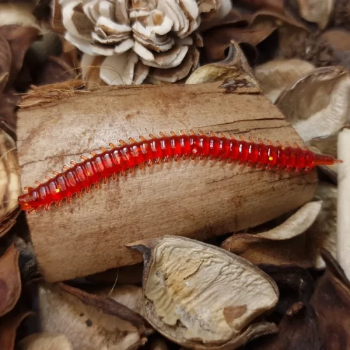 wieloszczet-bratko-handmade-red.webp