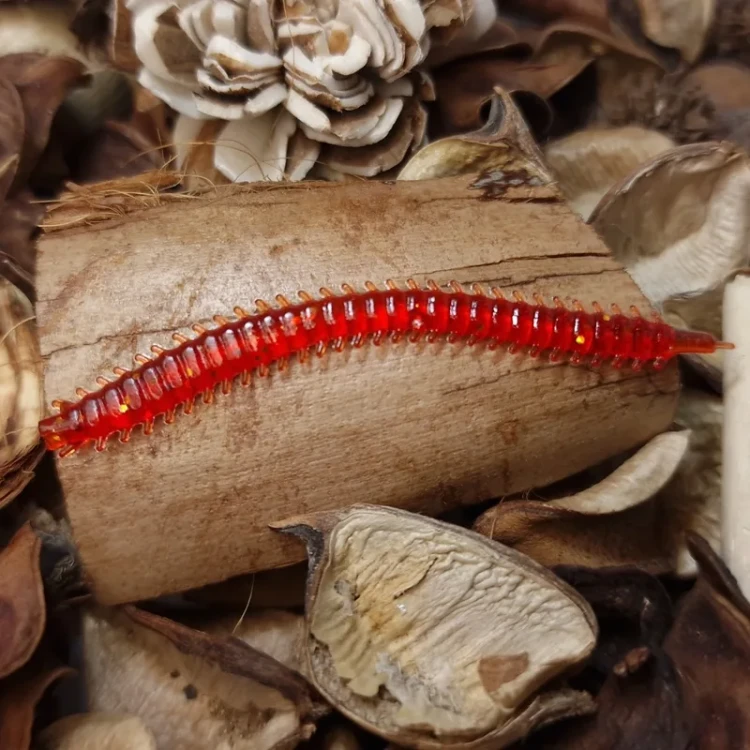 wieloszczet-bratko-handmade-red.webp