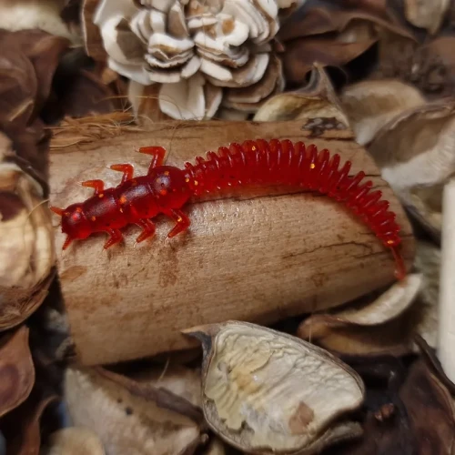 bratko-robal-red-handmade.webp