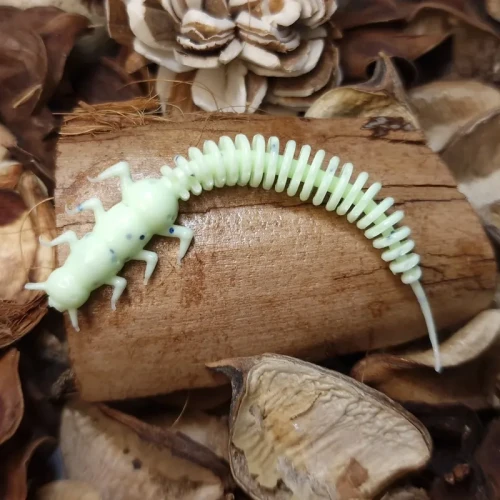 bratko-baits-mint-uv-handmade-robal-70-mm.webp