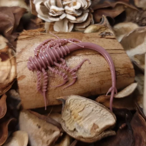 alien-coffee-handmade-bratkobaits-7cm.webp