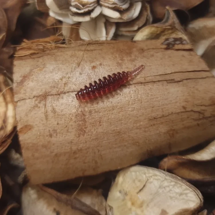 tanta-cola-bratkobaits-handmade.webp
