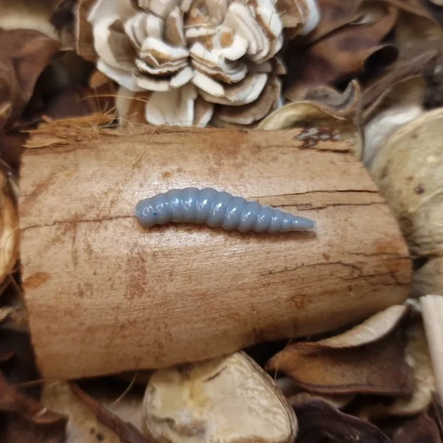 przyneta-larwa-muchy-25-mystery-grey-bratkobaits.webp