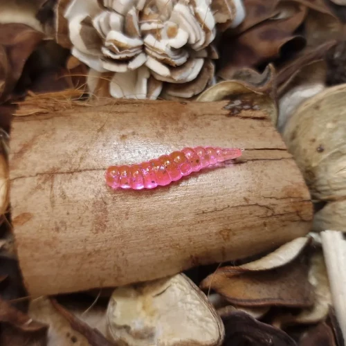 bratkobaits-larwa-muchy-pinky-pink-rekodzielo-wedkarskie.webp