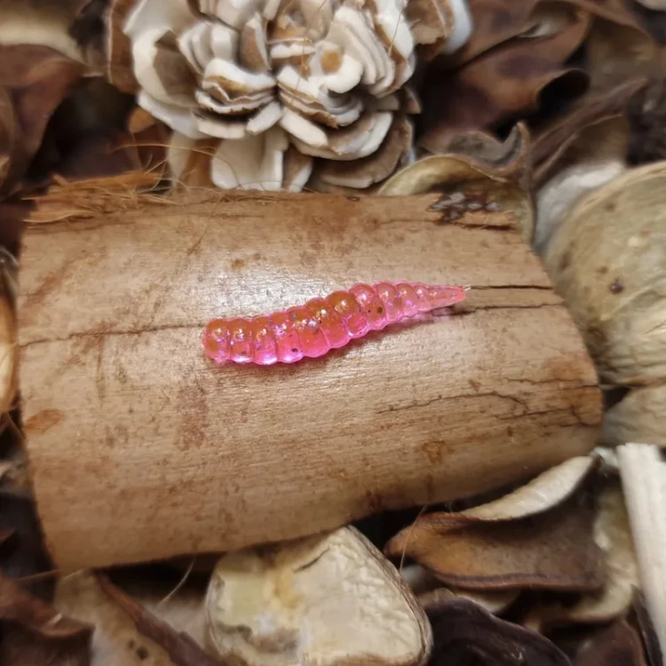 bratkobaits-larwa-muchy-pinky-pink-rekodzielo-wedkarskie.webp