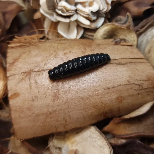 bratkobaits-pedrak-black-rekodzielowedkarskie-pl.webp