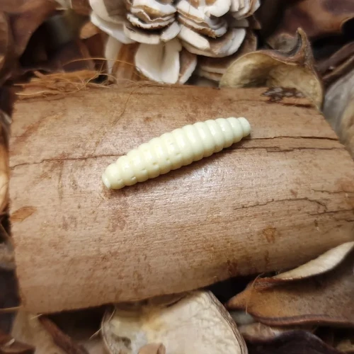 bratko-baits-pedrak-creme-rekodzielowedkarskie.webp