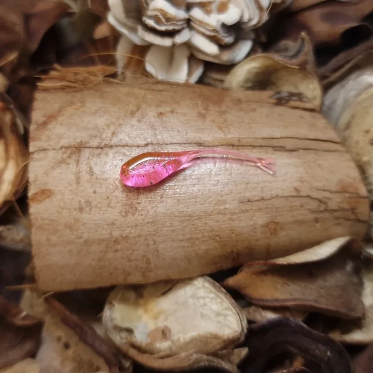 bratko-jaskolka-pinky-pink-rekodzielowedkarskie.webp