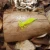 bratko-rekodzielo-sarlak-mikro-charteruse-lures.webp