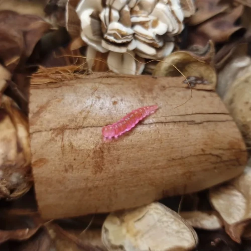 bratkobaits-larwa-muchy-15mm-pinky-pink-rekodzielowedkarskie.webp