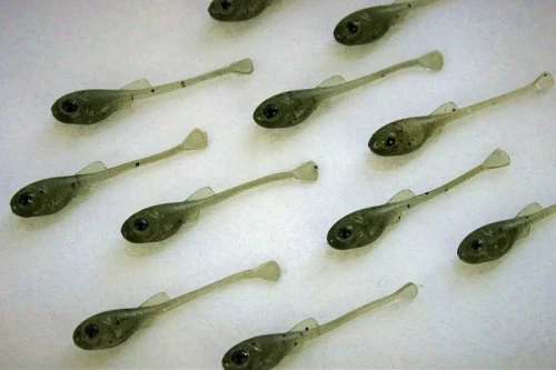 nanomaster pintail motoroil and pepper ultralight soft lure przyneta fishchaser.webp
