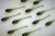 nanomaster pintail motoroil and pepper ultralight soft lure przyneta fishchaser.webp