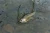 microlarvae chruscik softbait lipien fishchaser.webp