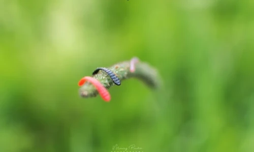 mikropijawka  ultralight softlure przyneta fishchaser.webp