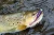 minimaster pintail  ultralight softbait trout przyneta fishchaser.webp