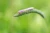 pijawka ultralight softbait przyneta fishchaser.webp