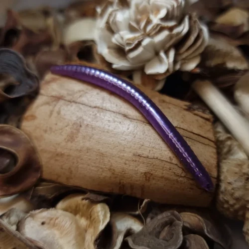 fioletowa_dzdzownica_handmade_softlures_collab.webp