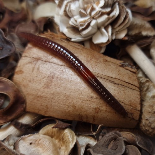 dżdżownica-collabbaits-studio-65mm-red-red.jpg