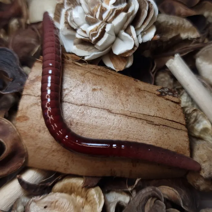 dżdżownica-collab-baits-studio-100mm-handmade.webp