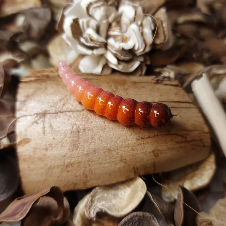 przyneta-larwa-collab-baits-studio.webp