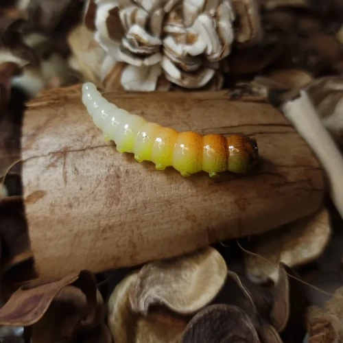 przyneta-larwa-firetiger-uv-collab-baits-studio.webp