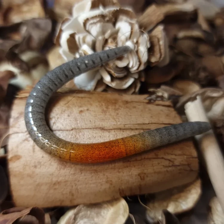 przyneta-dzdzownica-100mm-grey-orange-ring-collab-baits.webp