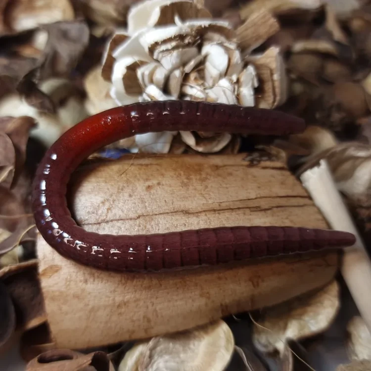 przyneta-dzdzownica-120-mm-brown-red-ring-collab-baits.webp