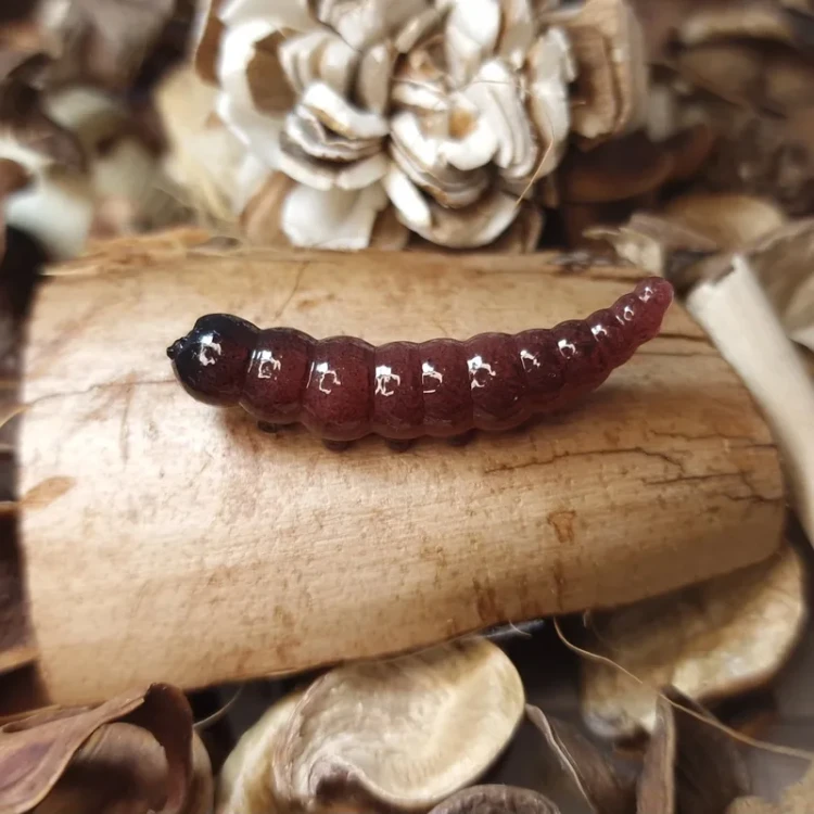przyneta-trout-area-larwa-collab-baits.webp
