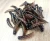 przyneta-gumowa-collab-baits-larwa.webp