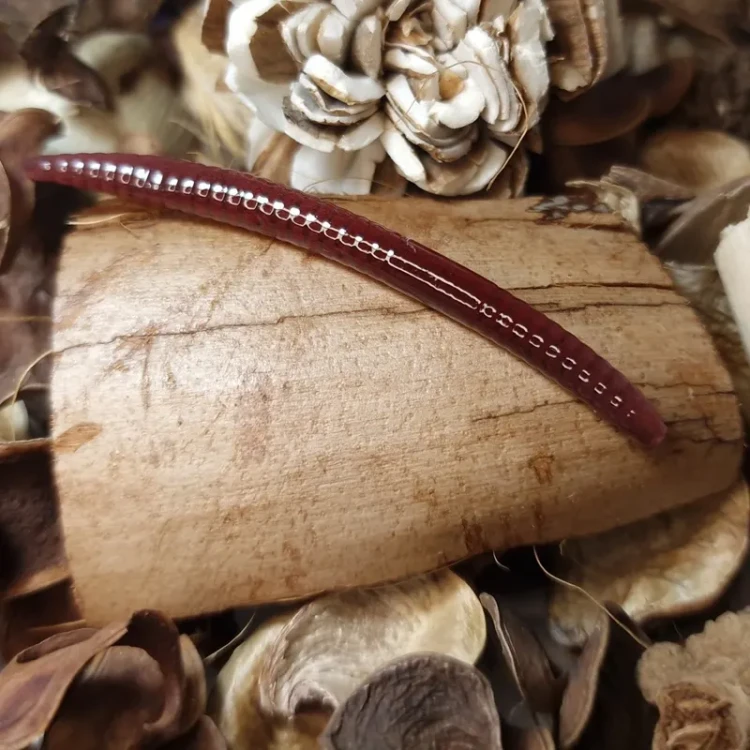 dzdzwonica-przyneta-dark-origin-collabbaits.webp