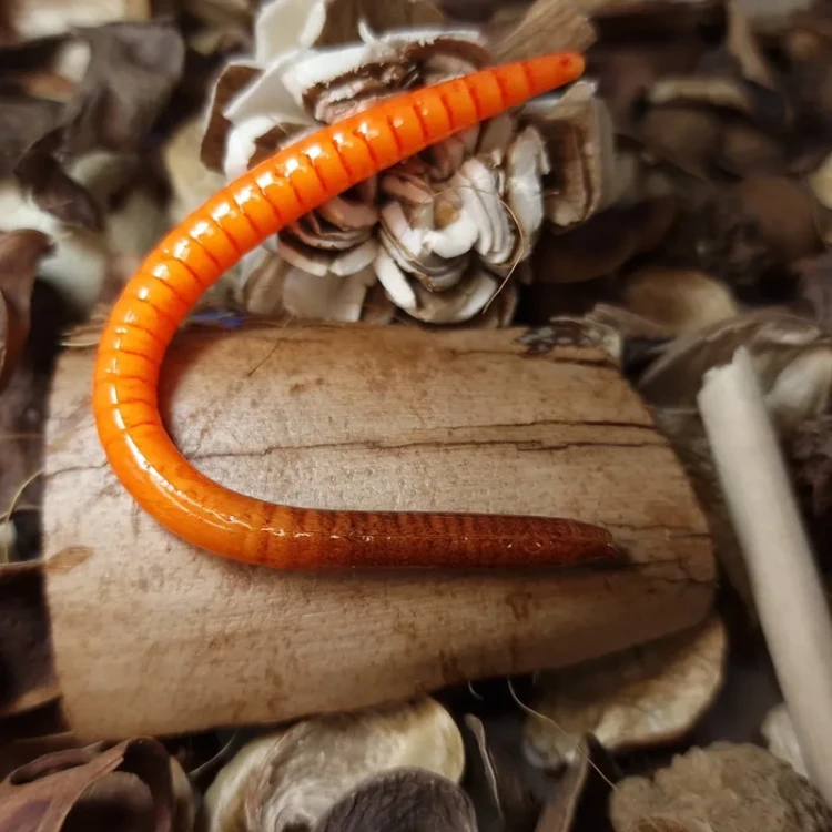 soft-bait-dzdzownica-robal-collab-baits-firefighter.webp