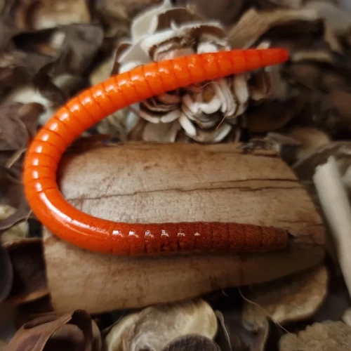 przyneta-gumowa-collab-baits-handmade-dzdzownica.webp