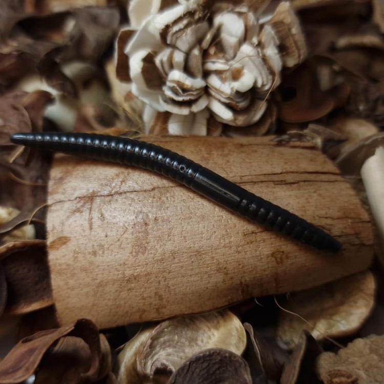 przyneta-dzdzownica-collabbaits-65mm-handmade.jpg