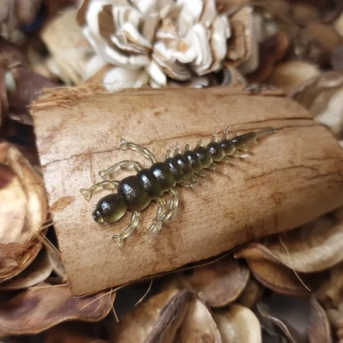 przyneta-gumowa-larwa-zylenicy-40mm-mrbaits-handmade-lures.webp