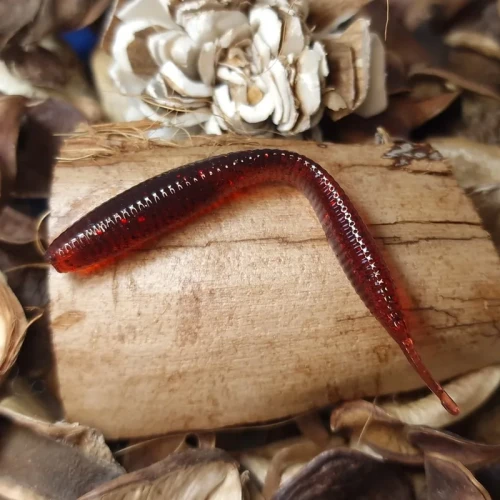 przyneta-pijawka-65-mm-collab-baits.webp