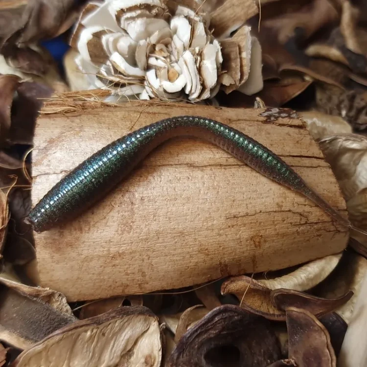 pijawka-collabbaits-studio-handmade-lures.webp