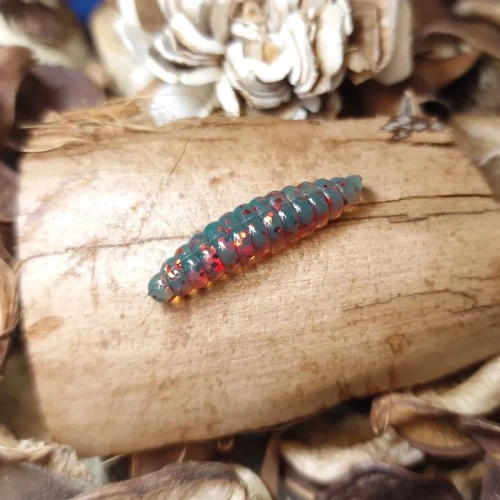 przyneta-pedrak-bratkobaits-handmade.webp