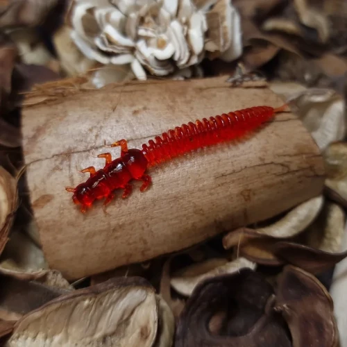 przyneta-robal-czerwony-bratkobaits-handmade.webp