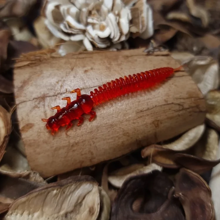 przyneta-robal-czerwony-bratkobaits-handmade.webp