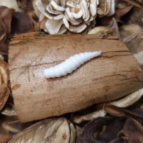 przyneta-biala-larwa-bratkobaits-handmade.webp