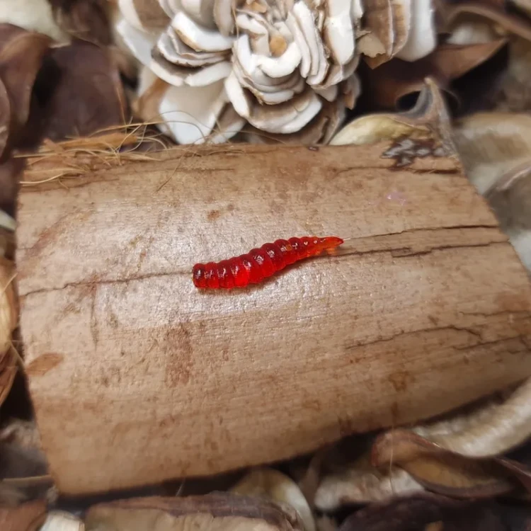 bratkobaits-larwa-muchy-15mm.webp