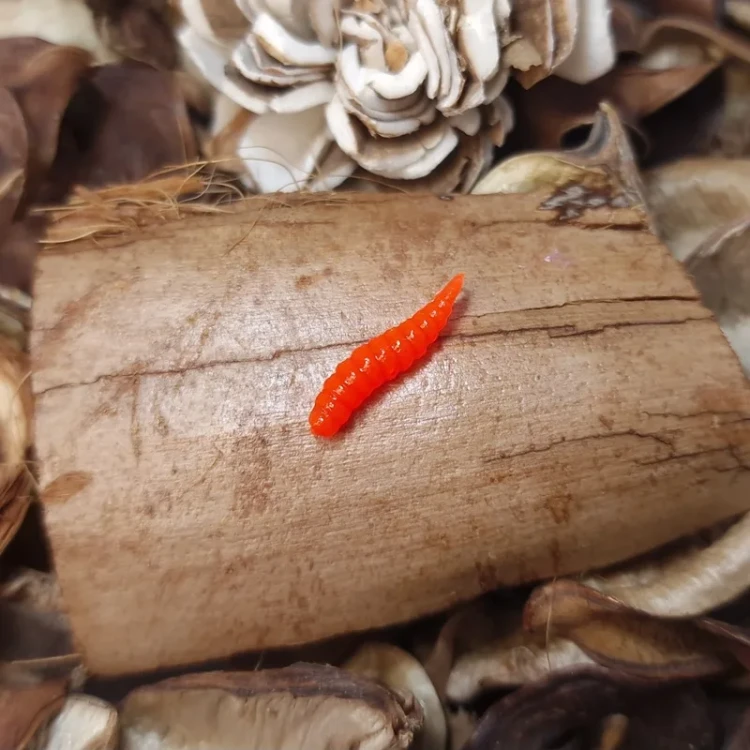bratko-larwa-muchy-carrot.webp