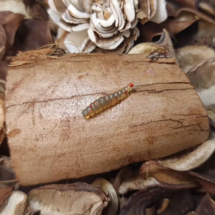 larwa-muchy-15mm-bratkobaits-handmade.webp
