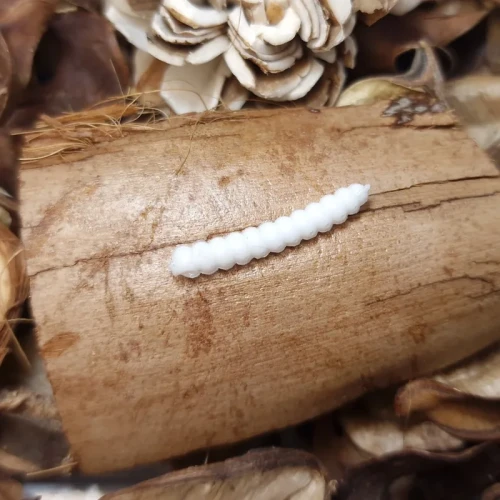 bratkobaits-gąsienica-handmade.webp
